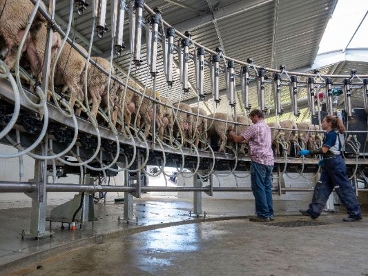 Beef + Lamb NZ Awards recognise innovators and scientists