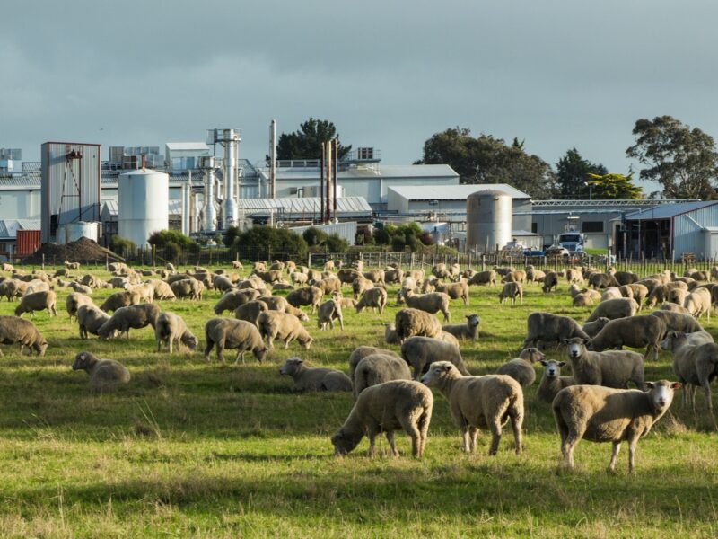 Meat, dairy, tourist regions to fare best as economy slows – Westpac