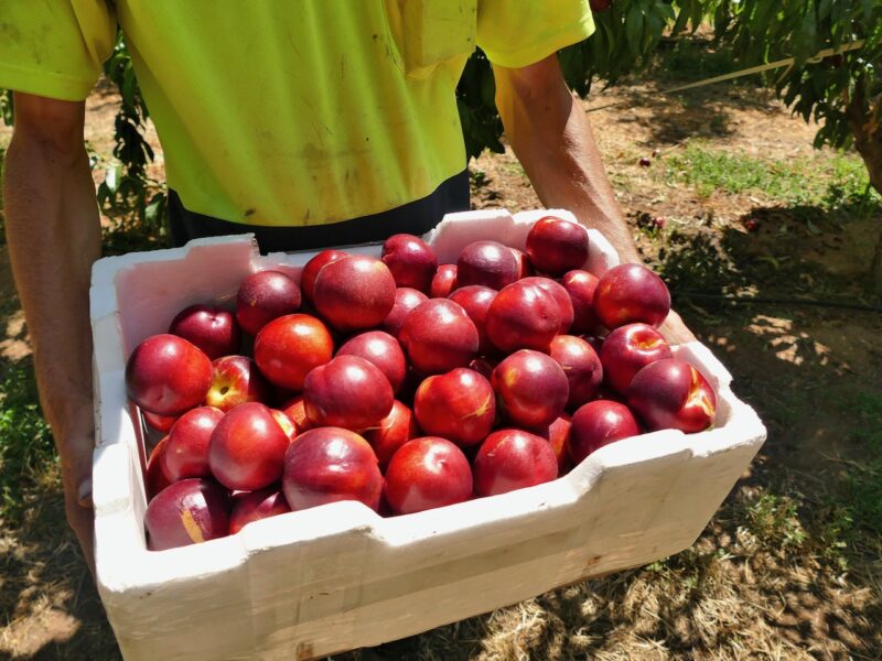 Huge losses ahead for apple and pear sector – NZAPI