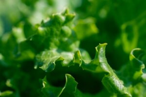 Greens business comes up for sale