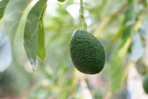 F&B innovators backed by Endeavour Fund
