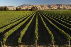 Land deal for new vineyard secures OIO consent