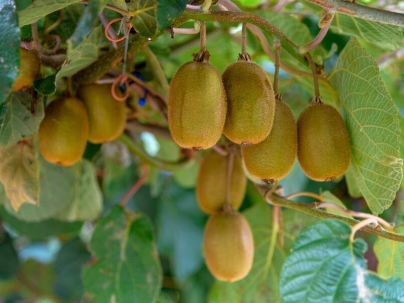 More Māori land being converted to horticulture – report
