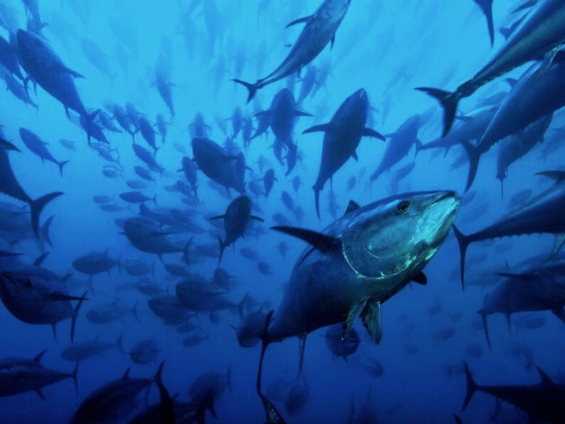 Govt invests $28m to support Pacific tuna fisheries
