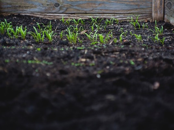 AGMARDT’s The Common Ground launches pilots