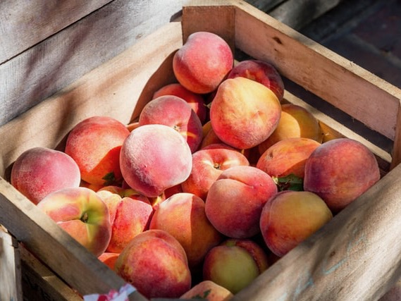 PGF invests $825k in Northland organic farm initiative