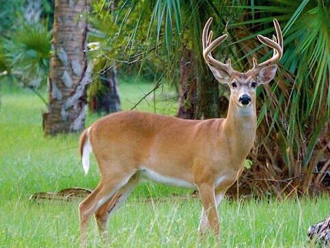 Deer Industry Conference confirmed for Invercargill
