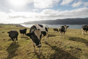 Weather, commodities downturn weighing unevenly on regions – Westpac