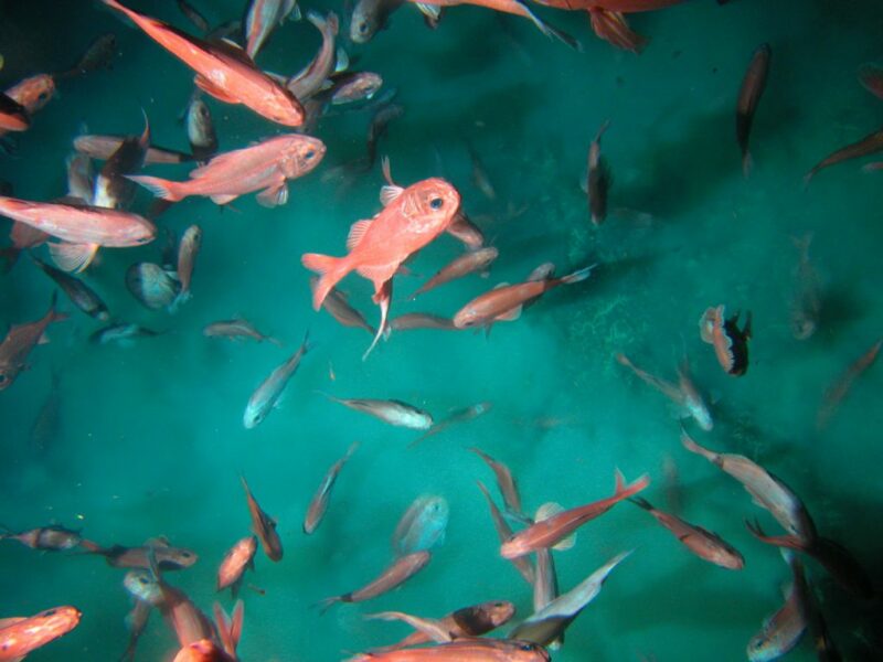 Sealord backs orange roughy TAC reduction