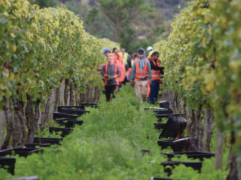 Terra Vitae Vineyards record harvest value
