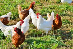 SAFE calls out Govt on chickens