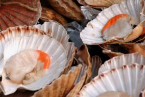 Election 2026: Act fisheries plan targets bottom trawling, dredging, and bag limits