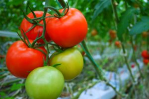 NZ temporarily suspends Australian tomato imports