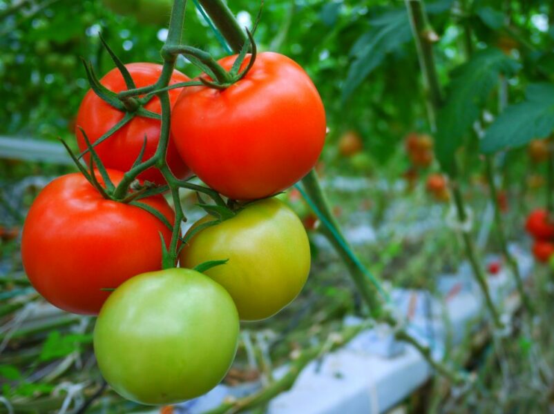 Crop registration app launched for tomato growers