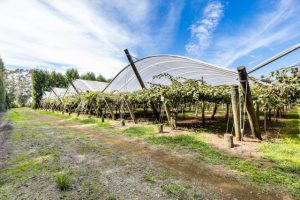 NZKGI welcomes Hi-Cane ruling