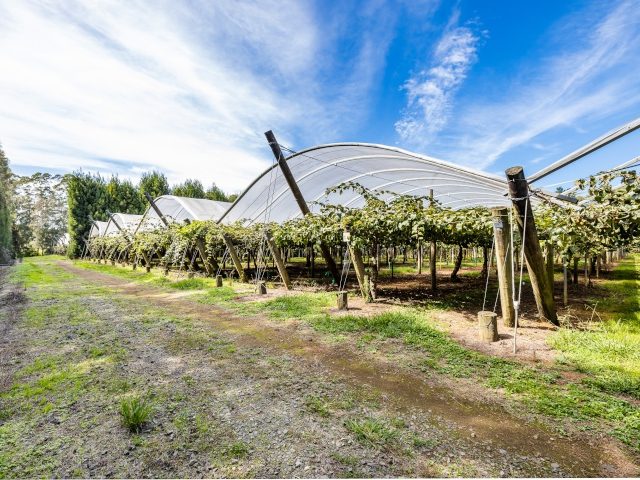 NZKGI welcomes Hi-Cane ruling