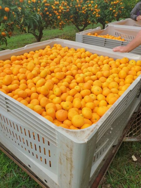 Early harvest for satsuma mandarins