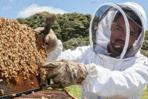 Govt progresses updates to apiculture pest management plan