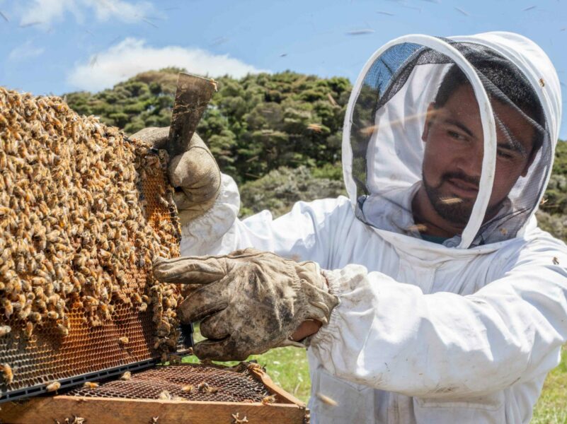 Govt progresses updates to apiculture pest management plan