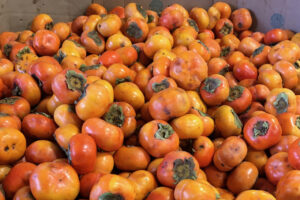 NZ persimmon volumes down on challenging start