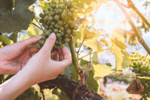 New Zealand Wine welcomes early harvest