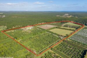 Avocado orchard on the block