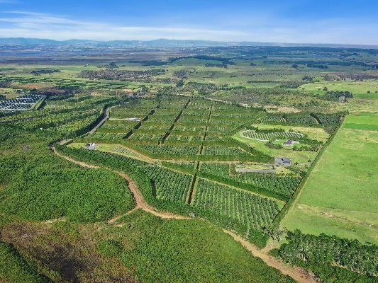 Northland avocado orchard on the block