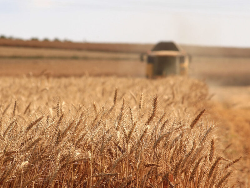 FAO FPI rises in March as conflict raises energy costs