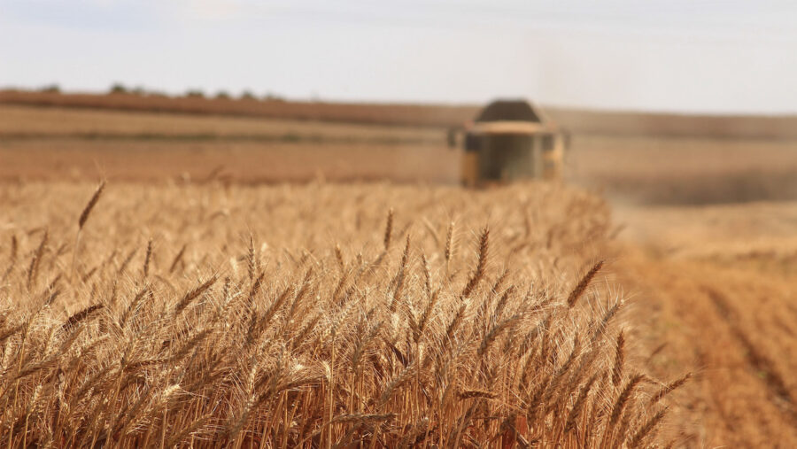 FAO Food Price Index broadly unchanged in July