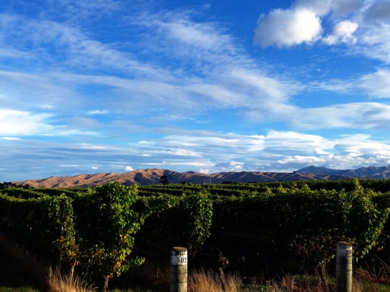 Cropsy lands $1.3m for “ghost vines” project