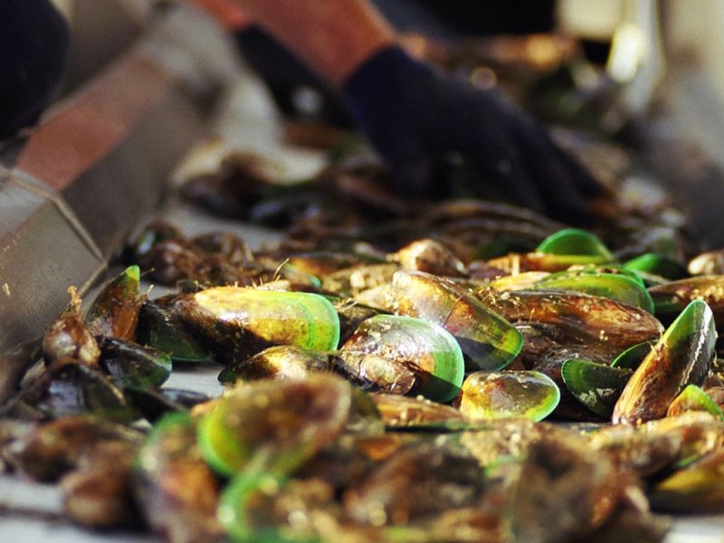 Implementation group formed for Aotearoa Circle’s Seafood Adaptation Strategy