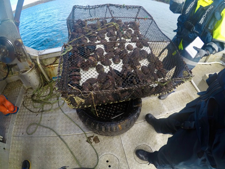 Consultation opens on commercial rock lobster fisheries changes