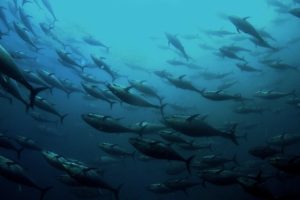 Pacific fisheries ministers meet in Wellington