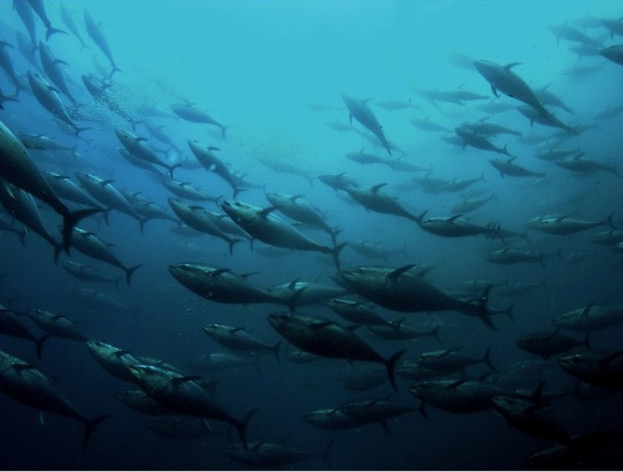 Pacific fisheries ministers meet in Wellington