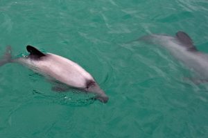 High Court hears legal challenge over dolphin fishing protections