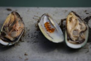 Iwi settlement unlocks new Bay of Plenty aquaculture engine