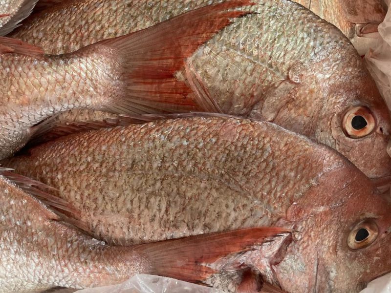 Jail for trader distributing illegally caught fish