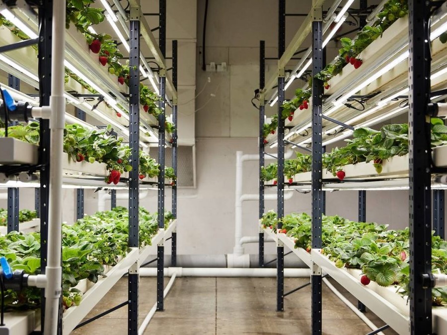 NZ vertical farming tech wants $5.5m strawberry scale-up capital