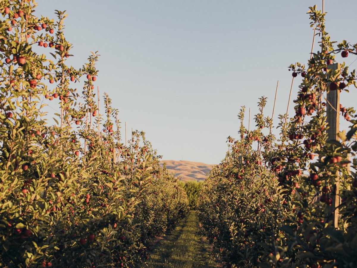 Rockit apple partner creditor claims top $12m