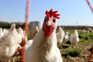 Nando’s, Pita Pit criticised for chicken ‘double-standards’  