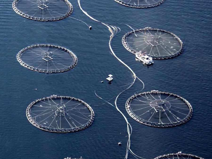 NZKS in Blenheim Blue Endeavour factory buy