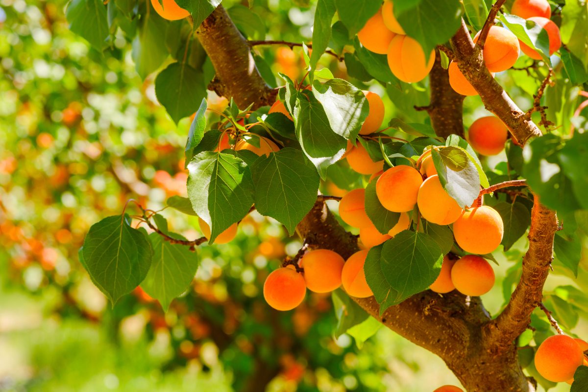 Orchard fined $225k for safety failures