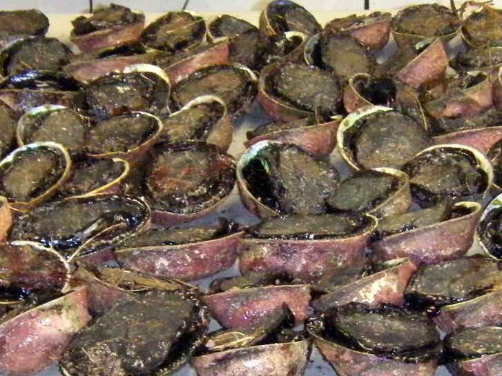 Proposed Northland temporary pāua closure out for consultation