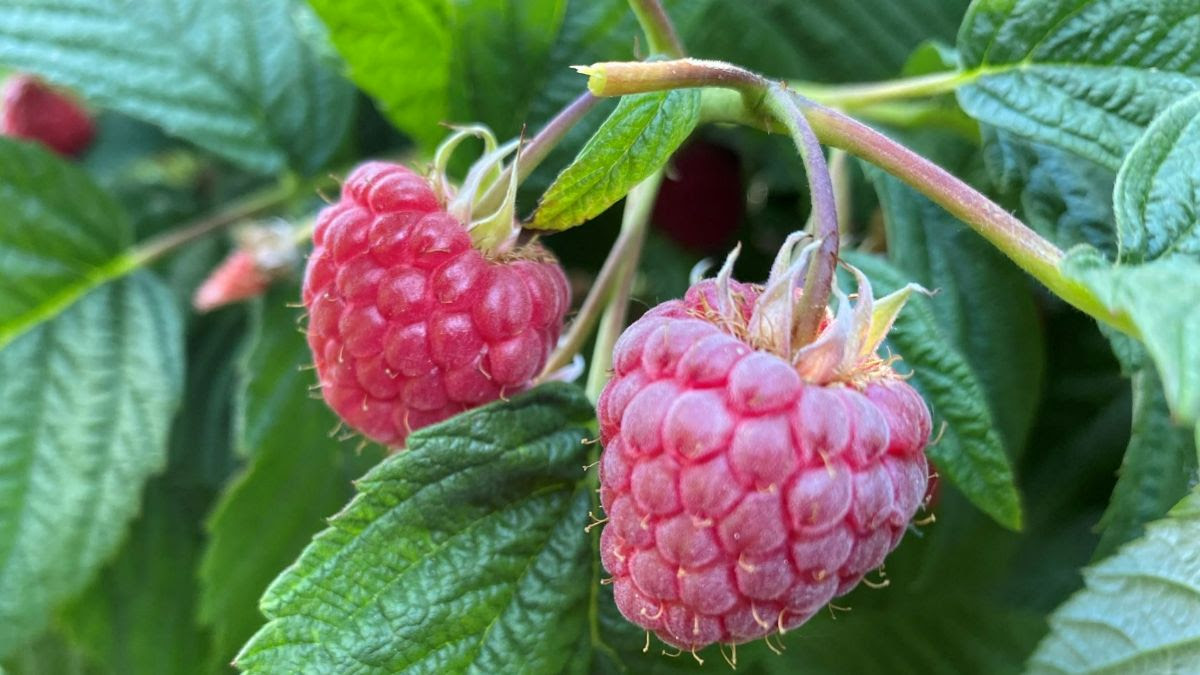 New raspberry to extend harvest window