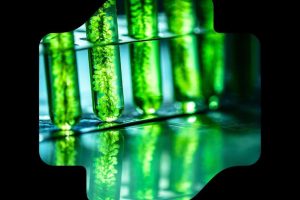 NewFish protein partnership targets $40bn US opportunity