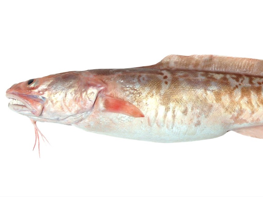 NZ Coastal Seafoods lands $2.5m ling order
