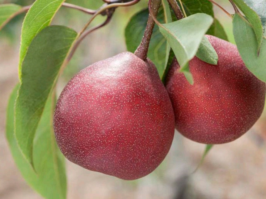 Govt recapitalisation for Plant & Food Research