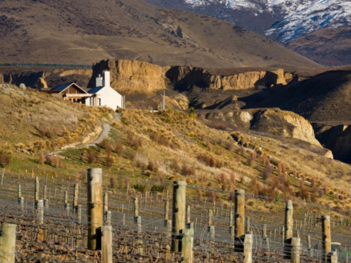 Harvest down 12%, “world class” wine tourism venues on the way – Foley