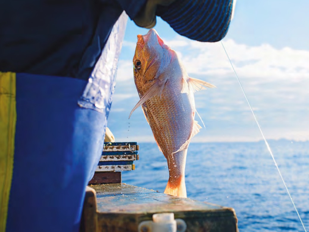 “A win for consumers, common sense and sustainability” – industry welcomes fishing reform