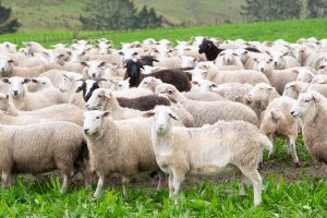 Westpac sets intensity-based emissions target for agri